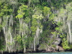 Ausflug Nationalpark  Felseninsel mit Bäume und Flechten in der Bucht des Nationalpark Los Hitises (DOM).
